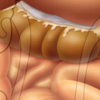 intestine stomach