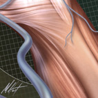 saphenous vein muscles of leg