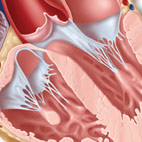 valves cross section of heart